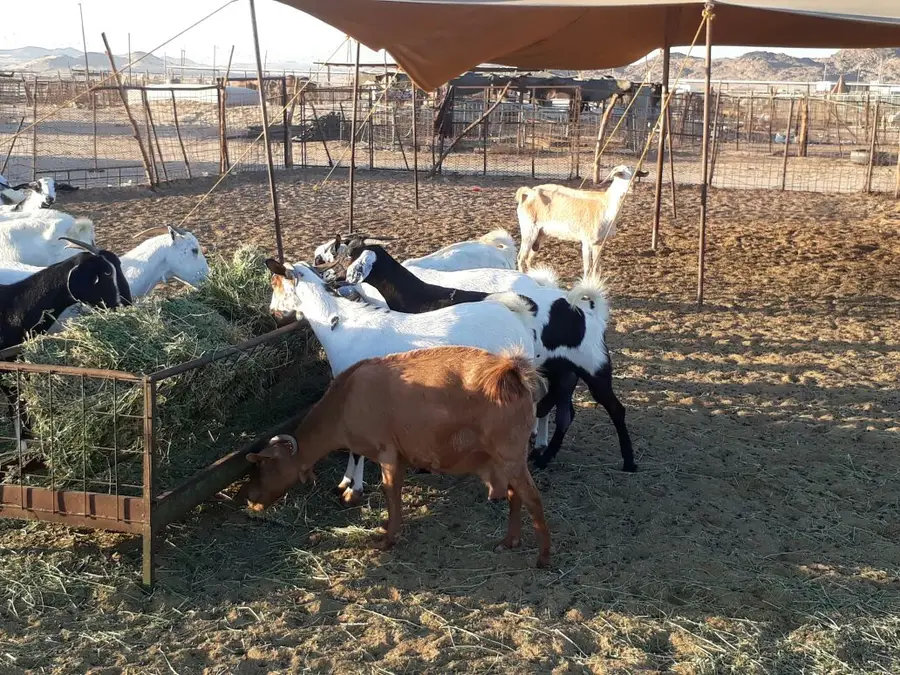 ماعز  (image 12)