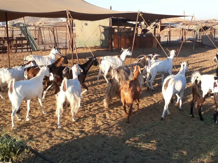 ماعز  (image 10)