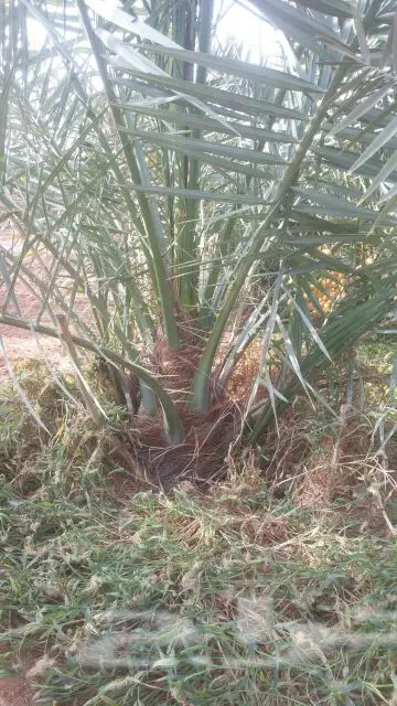 شتله خلاص للبيع بسعر مناسب  (image 8)