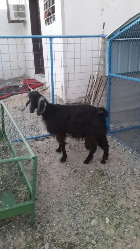 مكه الراشدية  (image 6)