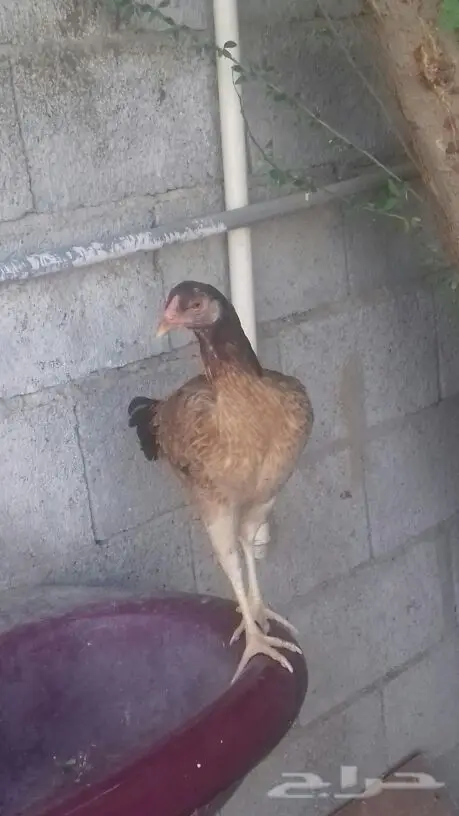 للبيع دجاجة باكستانية (image 1)