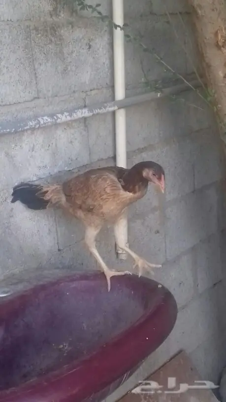 للبيع دجاجة باكستانية (image 2)