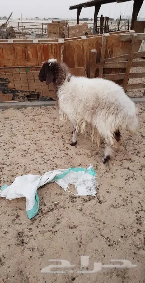 للبيع: غنم ثنيّ واصل ممتاز - فرصة لا تُفوّت! (image 3)