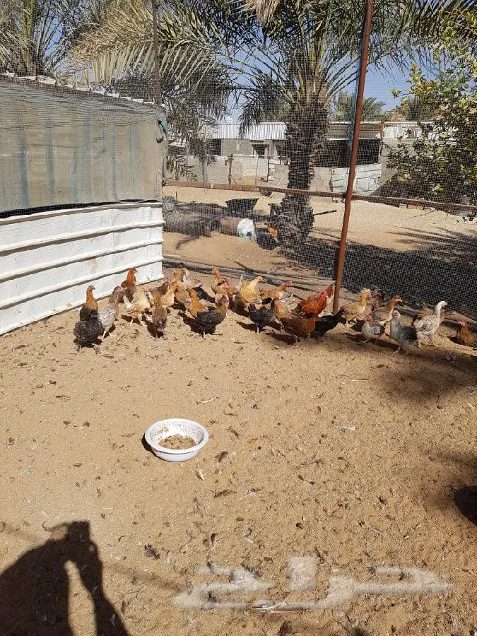 دجاج بلدى بياض  (image 1)