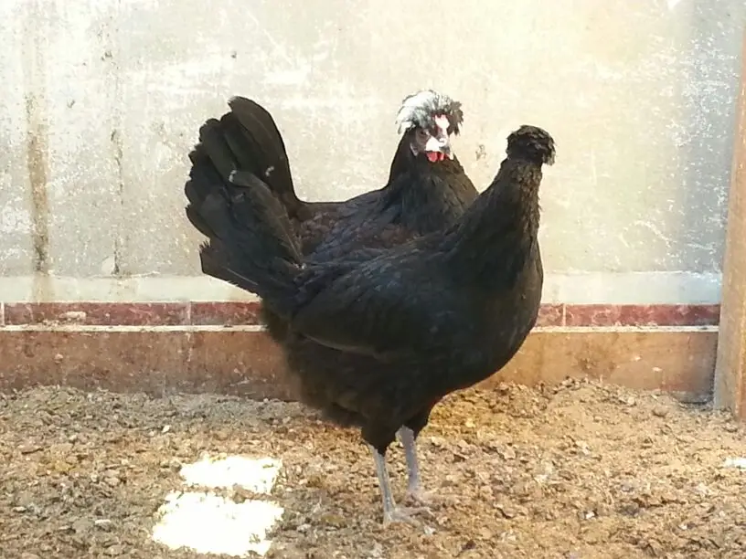 دجاج عربي بياض للبيع بالدمام