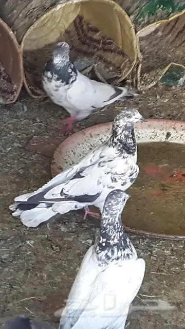 حمام باكستاني (image 1)