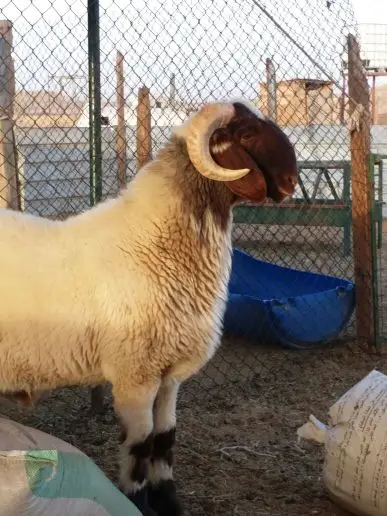 للبيع جذع خصم معرف