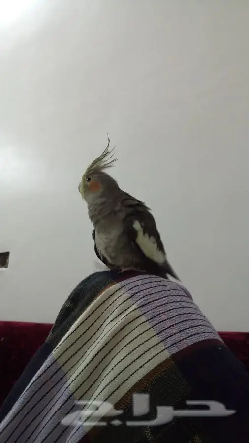 ببغاء كروان للبيع أليف أنثى  (image 4)