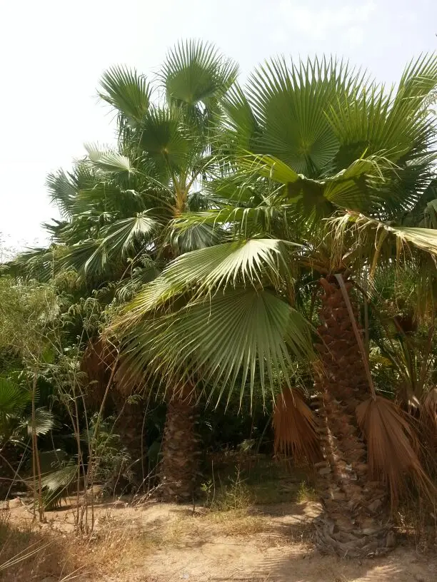 نخل واشنطني مراوح بجميع انواعه nوكافت مقاساته  (image 21)