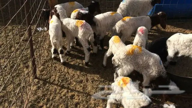 دواغير نعيم  (image 3)