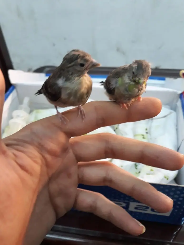 فروخ سسكن احمر غرر (image 3)