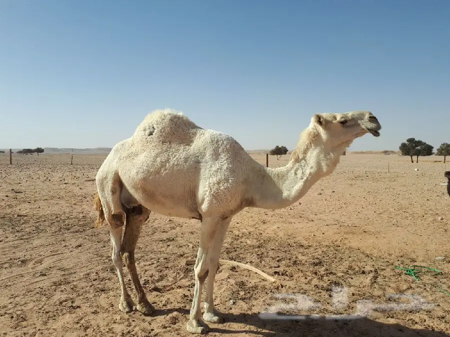 الرياض - وضحا تحتها بكره له (image 4)