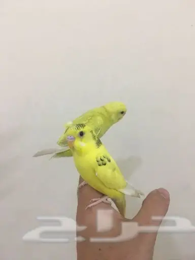 بادجي اليف جدا (image 1)