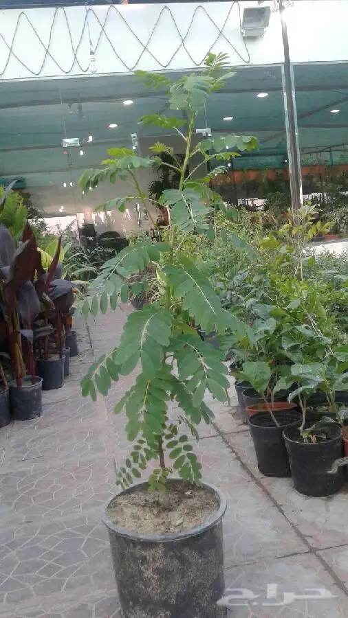 مشتل درة الجزيرة  (image 8)