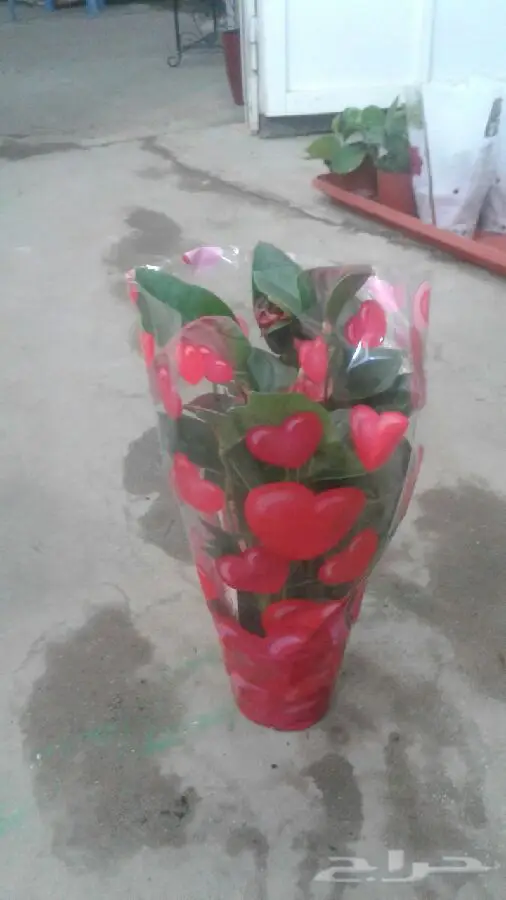 مشتل درة الجزيرة  (image 9)