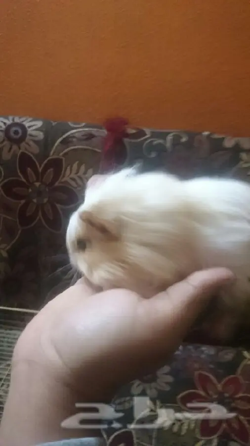 للبيع او البدل  (image 4)