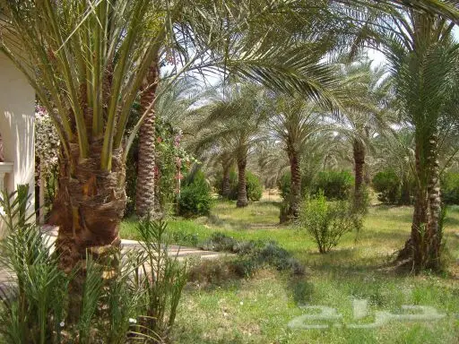 مشتل درة الجزيرة  (image 5)