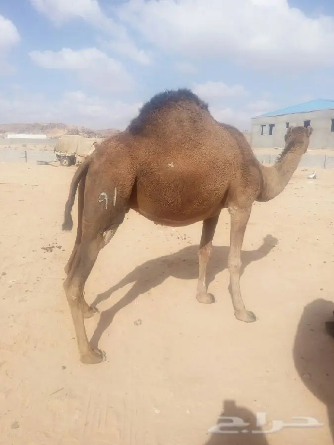 ناقه القحاء (image 6)