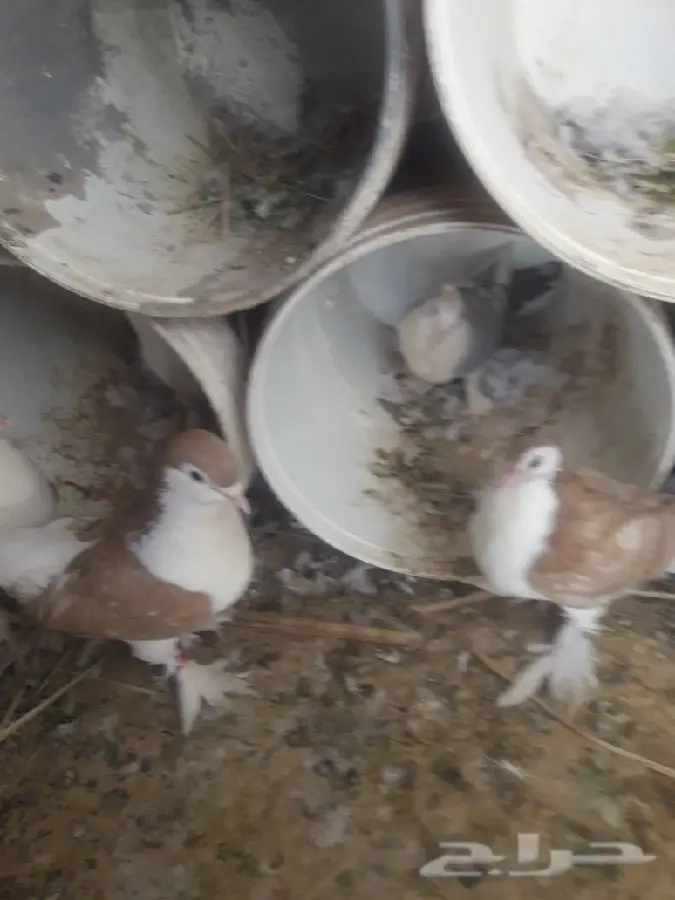 حمام منوع (image 4)