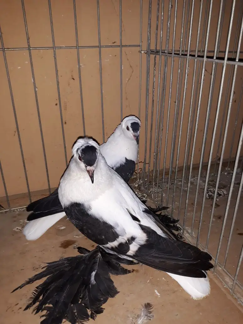 انتاجات دنش و كرنقو وسوالو وساكسن شيلد (image 1)