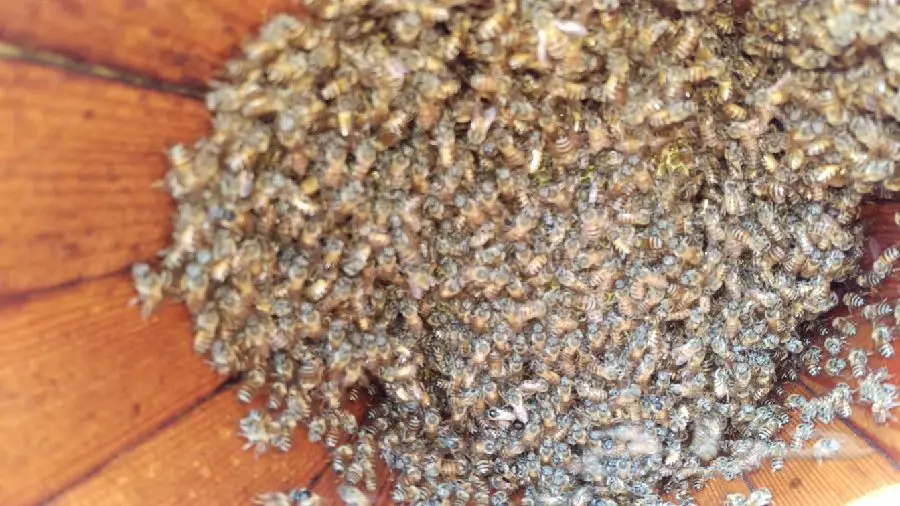 عسل سدر بري طبيعي ومفحوص ونسبة السكر((صفر)) (image 6)