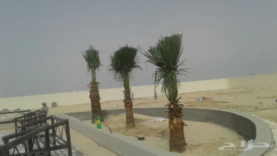 مشتل درة الجزيرة  (image 6)