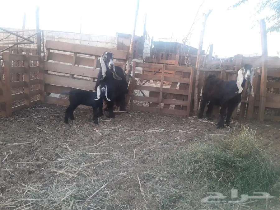 معزا عوارض  (image 3)