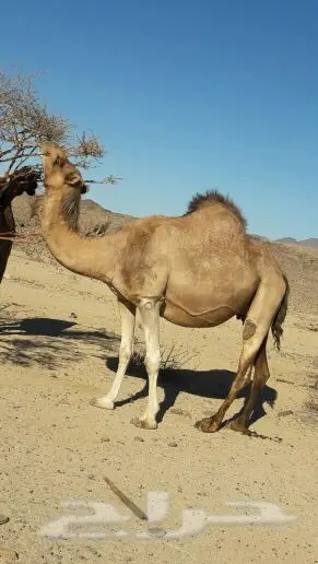 جده - اعرض لكم ناقه جنبه في (image 2)