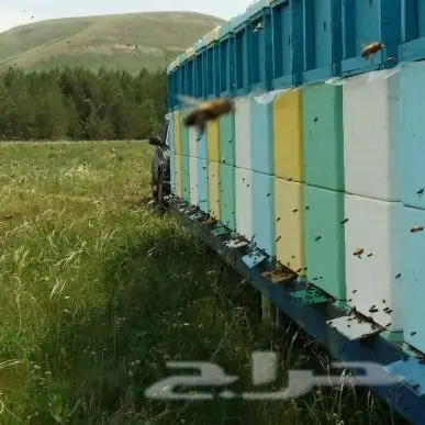 عسل طبيعي ظهوري
(image 4)
