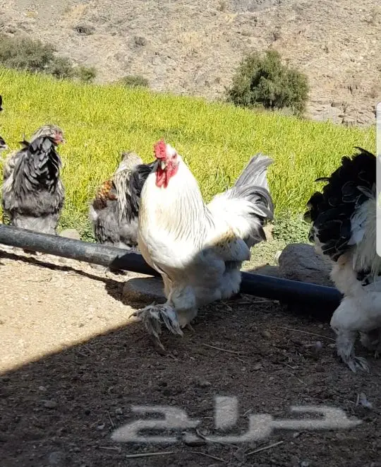 ديوك براهما الماني عملاق فواخر بالطايف (image 4)