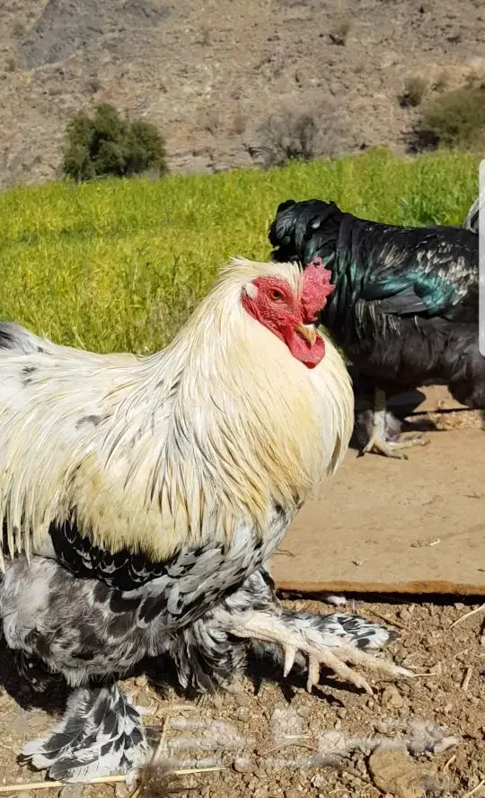 ديوك براهما الماني عملاق فواخر بالطايف (image 6)