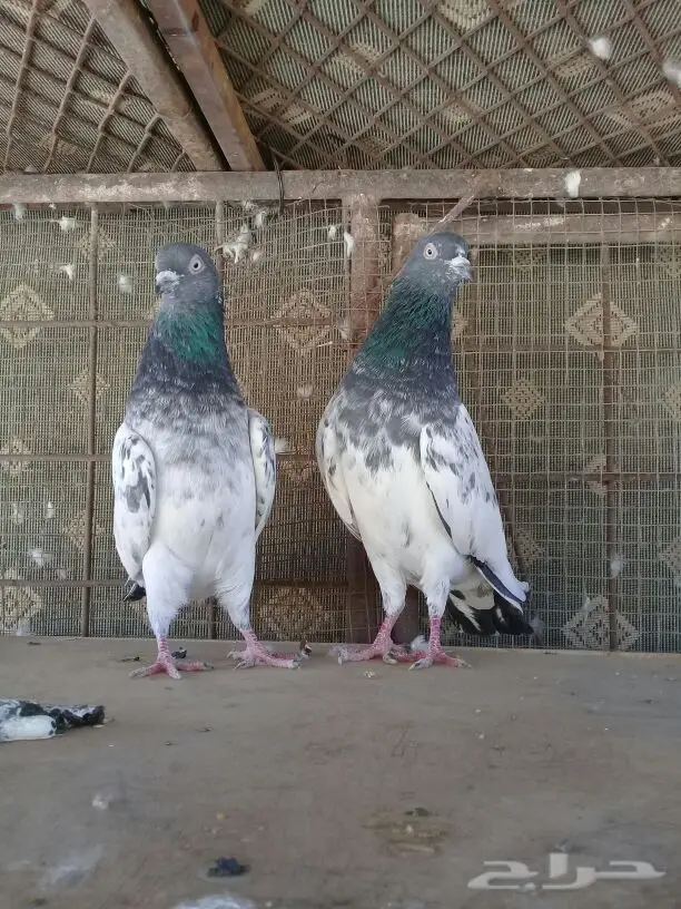 جوزين بكستاني (image 2)