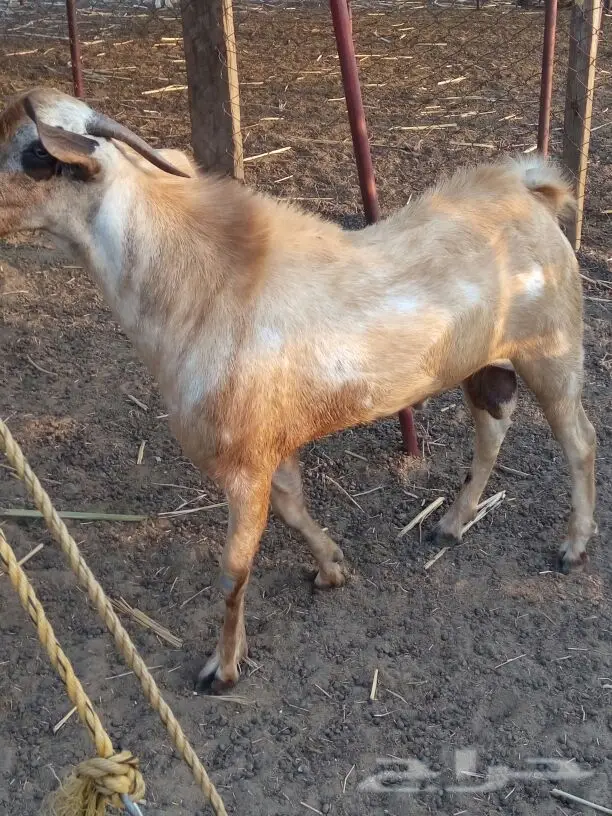تيس بيشي جذع (image 4)