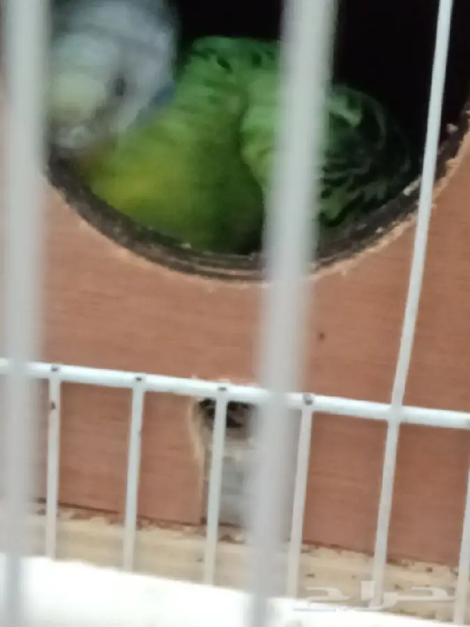 طيور الحب البابدجي (image 5)