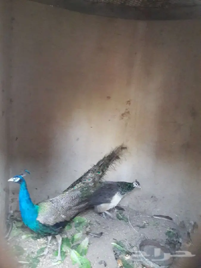 جوز طاوس .. (image 3)