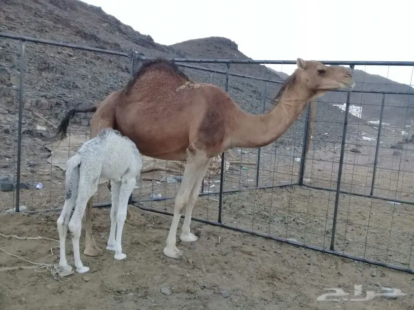 خلفة بكر مصغر تحتها قعود (image 1)