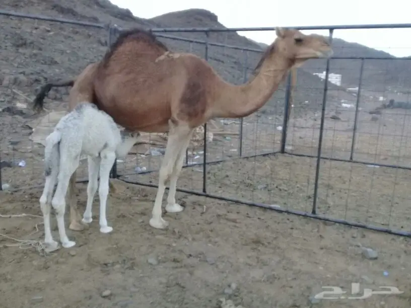 خلفة بكر مصغر تحتها قعود (image 2)
