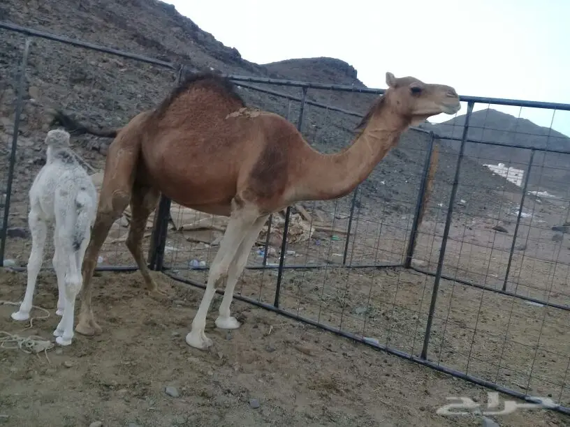خلفة بكر مصغر تحتها قعود (image 3)