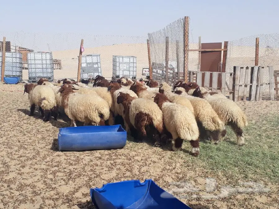 لحوم خرفان نعيم طازجة - الدمام (image 5)