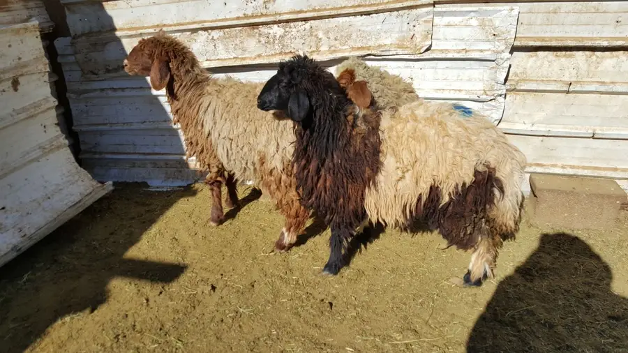 ثلاث رخال جذعات بريه