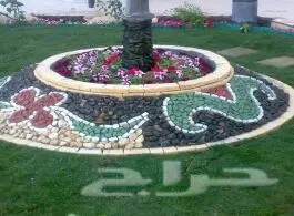 مشتل درة الجزيرة  (image 3)