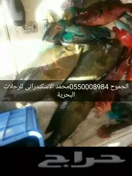 رحلات بحرية صيد نزهة وسباحة (image 20)