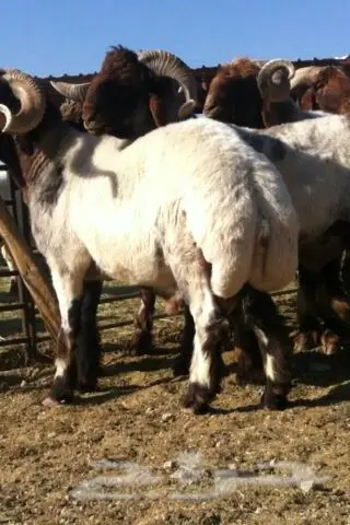 فحول صنف جبار وسناد وشرط القريع (image 2)