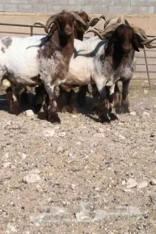 فحول صنف جبار وسناد وشرط القريع (image 7)