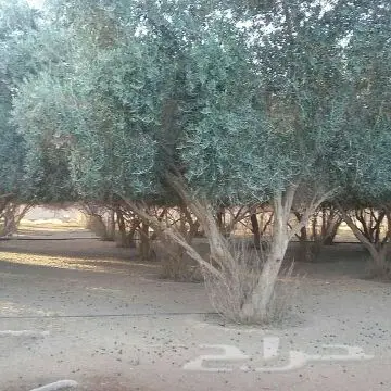 تبوك - ابوعصام لتويدالنخيل (image 2)