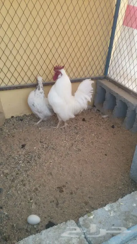 دجاج كوبرا (العربي المميز ) (image 4)