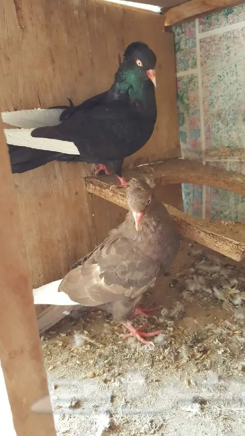 الجوز قطفي اسود صندك  (image 1)