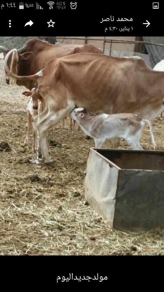 بقر مناتيج برجال المع (image 3)