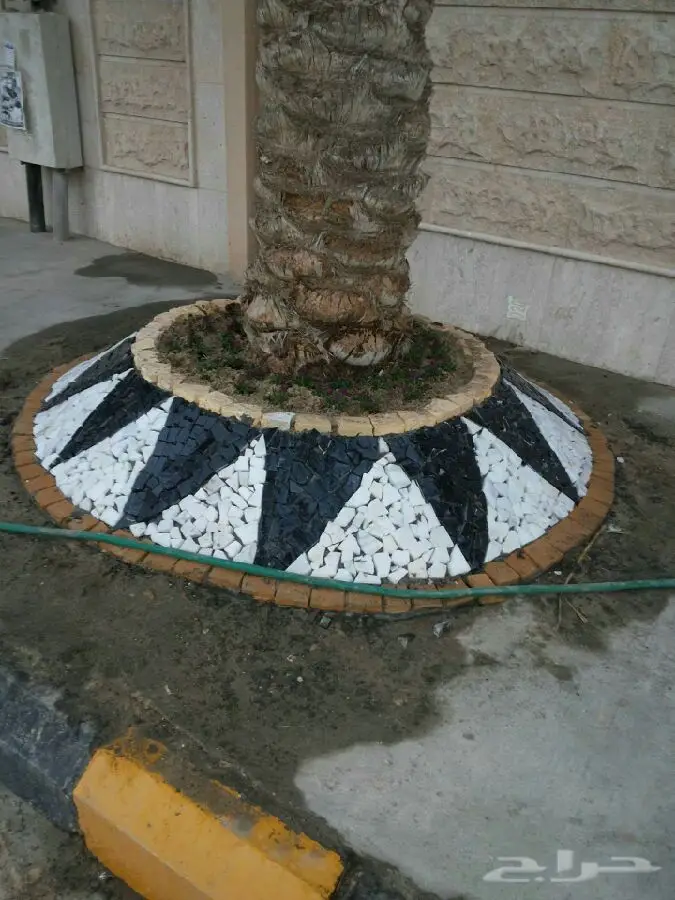 مشتل درة الجزيرة  (image 7)