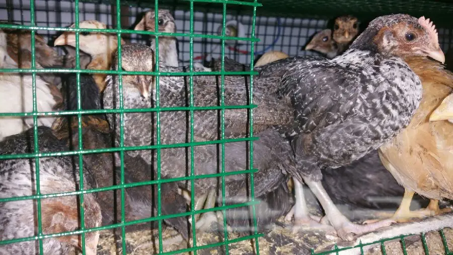 صوص للبيع (image 6)